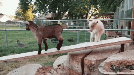 Fainting Goat GIF