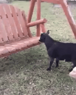 Fainting Goat GIF