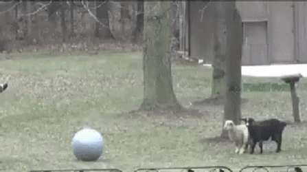 Fainting Goat GIF