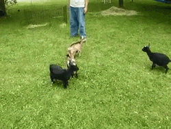 Fainting Goat GIF