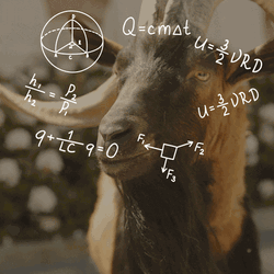 Fainting Goat Calculating GIF