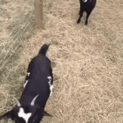 Fainting Goat GIF