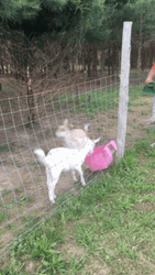 Fainting Goat GIF