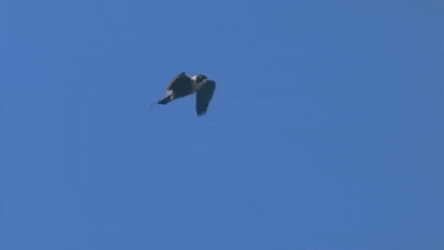 Falcon Flying In The Sky GIF