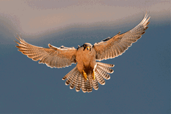 Falcon Spread The Wings GIF