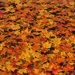 Fall Leaf Falls Down Ground GIF
