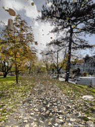Fall Leaf Floats Around GIF