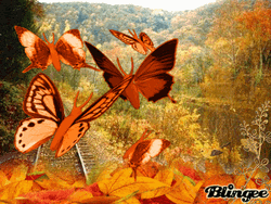 Fall Orange Butterflies  GIF