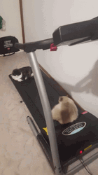 Falling Cat On A Treadmill GIF