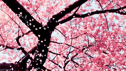 Falling Flowers Of Pink Blossom Tree GIF