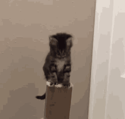 Falling Kitten Over Pole GIF