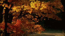 Falling Leaves Mid Autumn GIF
