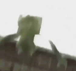 Falling Out Of Building Kermit The Frog GIF