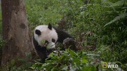 Falling Panda Rolling Trees GIF