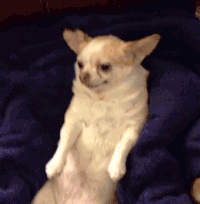 Falling Snacks Cute Dog GIF