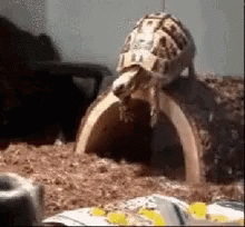 Falling Turtle Upside Down GIF