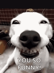 Famous Cute White Dog You So Funny Meme GIF