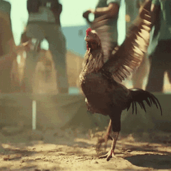 Far Cry 5 Flapping Rooster