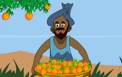 Farmer Harvesting Oranges