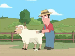Farmer Is Shaving The Sheep GIF