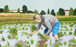 Farmer Planting Under The Rain GIF