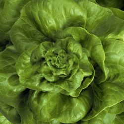 Farming Lettuce Fresh GIF