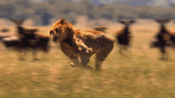 Fast Lion Running
