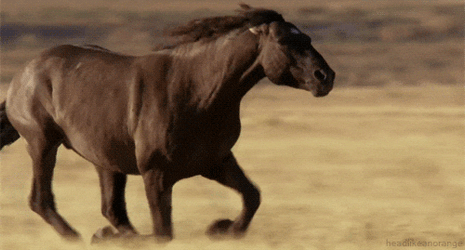 Fast Running Mustang Pommel Horse GIF
