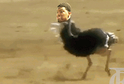 Fast Running Ostrich With Human Head GIF