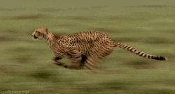 Fastest Animal Cheetah Running GIF