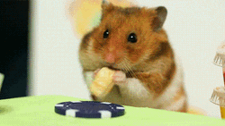 Fastest Eating Challenge Hamster Vs.Human Meme GIF