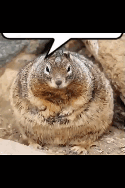 Fat And Chubby Squirrel Meme GIF