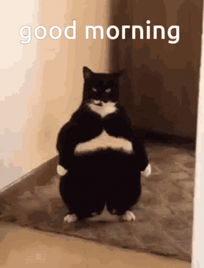 Fat Black And White Cat Good Morning GIF