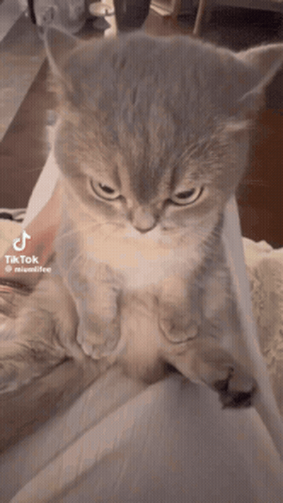 Fat Black And White Cat Standing On Hind Legs GIF