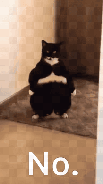 Fat Black And White Cat With No On Floor GIF