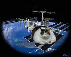 Fat Cat Chilling On Satellite  GIF