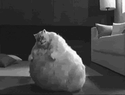 Fat Cat Dancing Bounce Black And White GIF