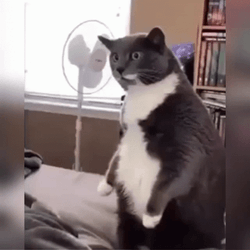 Fat Cat Dancing Meme GIF