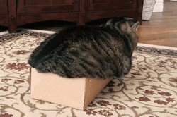 Fat Cat Doesn't Fit In The Box GIF