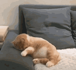 Fat Cat Dreaming GIF