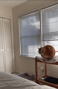 Fat Cat Fail To Jump GIF