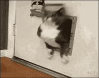 Fat Cat Get Stuck GIF