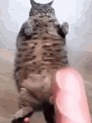 Fat Cat Hugging A Hotdog Pillow GIF