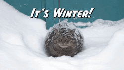 Fat Cat It's Winter Outside GIF