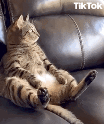 Fat Cat Looking Sentimental GIF