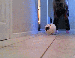 Fat Cat Running GIF