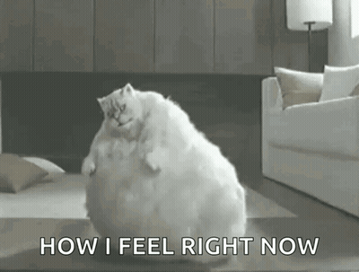Fat Cat Sitting With How I Feel Now GIF
