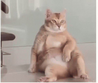 Fat Cat Sitting With Legs Crossed GIF