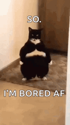 Fat Cat So Boring GIF