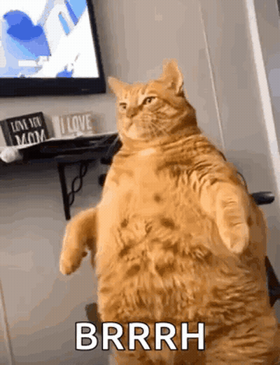 Fat Cat Standing On Hind Legs In Front Of TV GIF